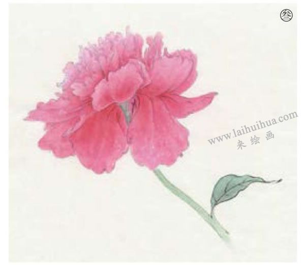 工笔花卉之芍药工笔画法步骤03