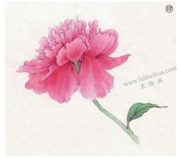 工笔花卉之芍药工笔画法步骤04