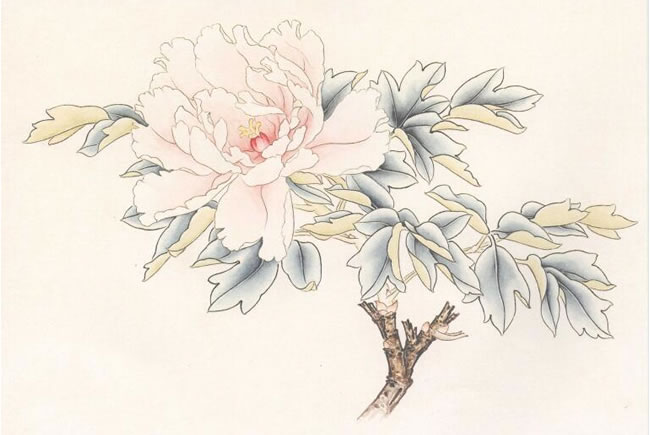 “赵粉”牡丹的画法