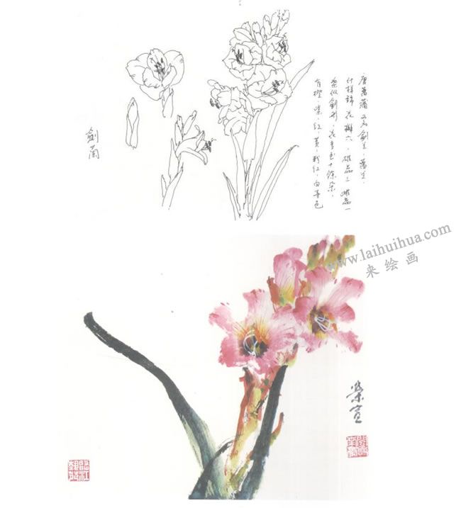 剑兰写意画法图示