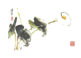 马蹄莲写意画法