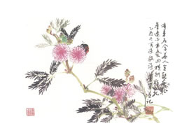含羞草写意画法