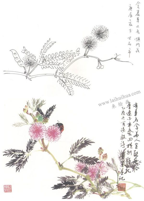 含羞草写意画法