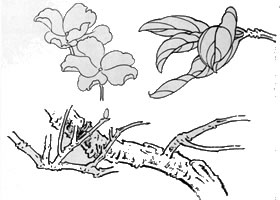 白描花卉基本技法