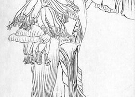 白描花卉临摹步骤图例