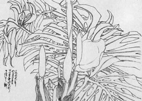 龟背竹白描画法步骤