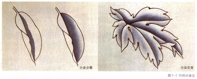 叶子的分染法