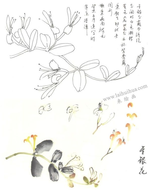 金银花写意画法