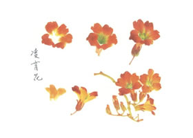 凌霄花的写意画法（二）