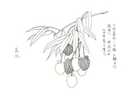 荔枝写意画法（二）