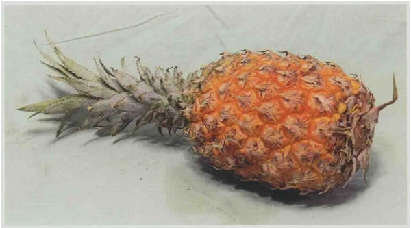 菠萝素描画法