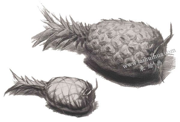 菠萝素描画法图示