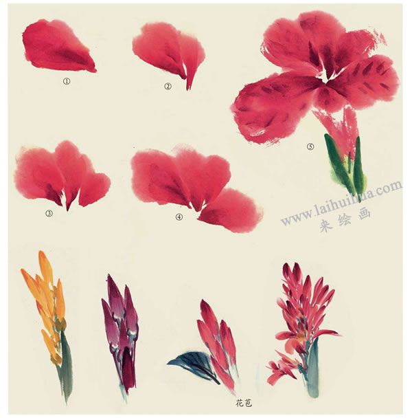 美人蕉花的画法