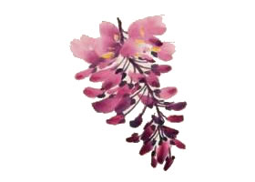 紫藤花的写意画法