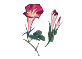 牵牛花的写意画法（三）