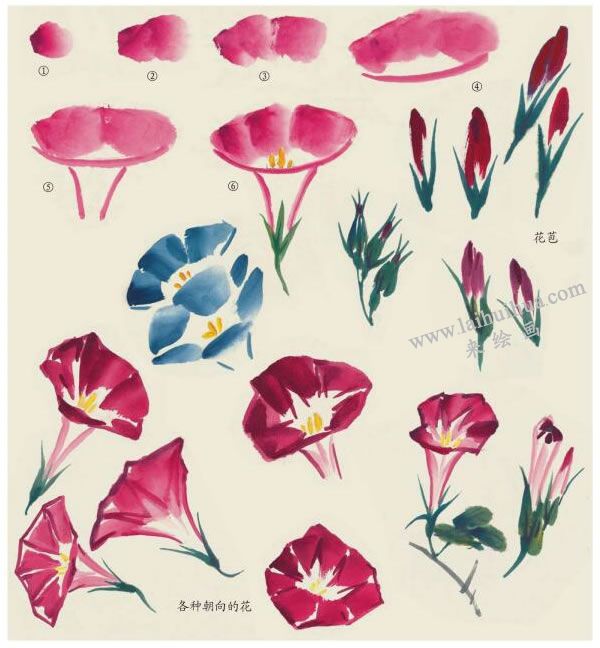 牵牛花的画法