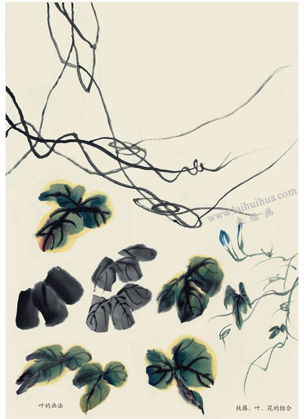 牵牛花叶的画法