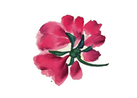芍药写意画法（二）
