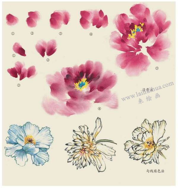 芍药花的画法