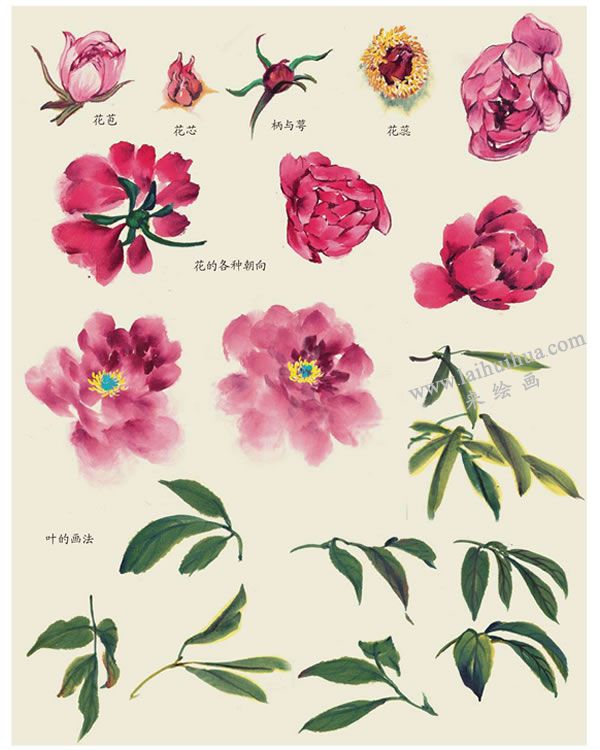 芍药叶子的画法