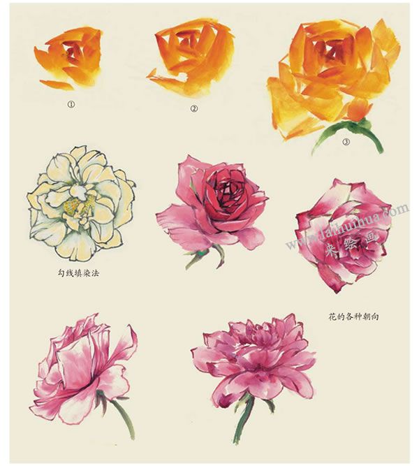 月季花朵的画法