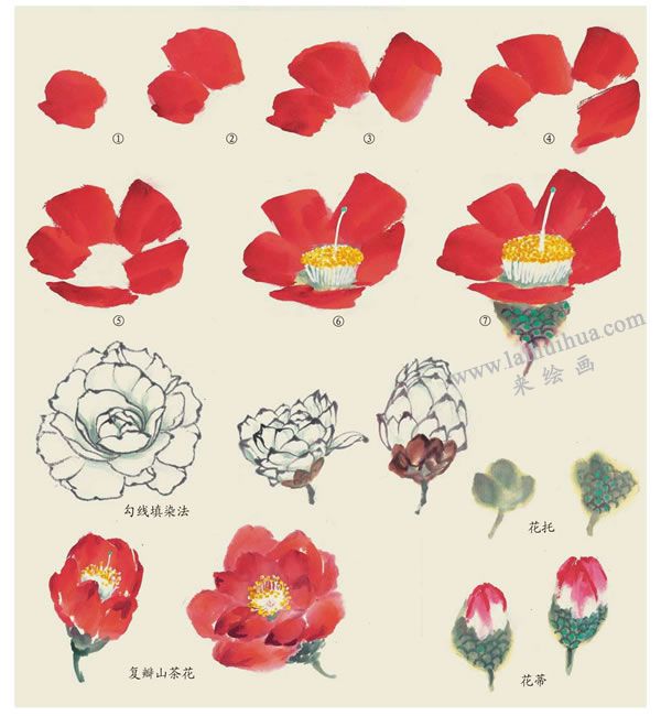 山茶花的写意画法