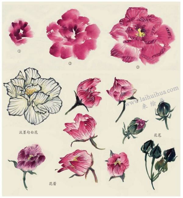 木芙蓉花朵的画法