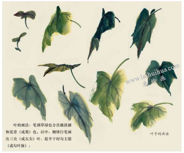 木芙蓉花叶的画法