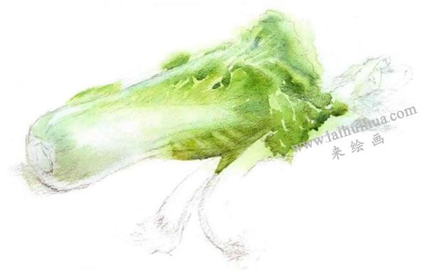 白菜与大葱水彩画法步骤图示03
