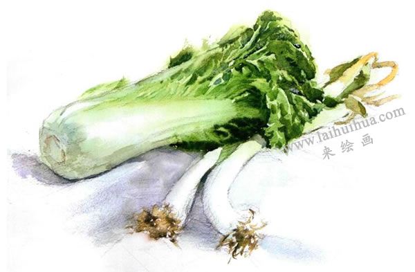 白菜与大葱水彩画法步骤图示04