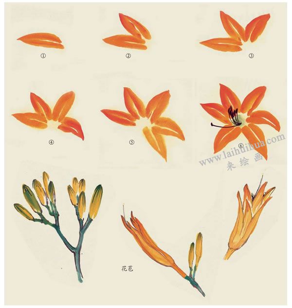 萱草花的写意画法