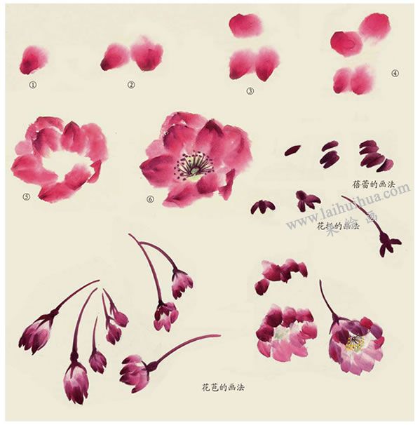 垂丝海棠花写意画法