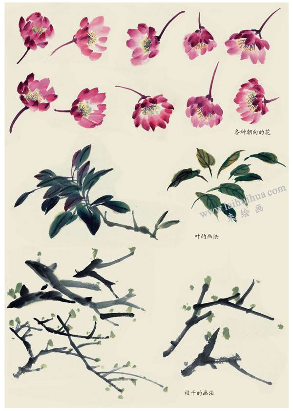 垂丝海棠花叶写意画法
