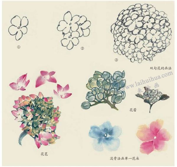 绣球花的写意画法