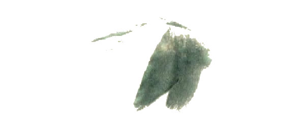 黄蜻蜓的写意画法步骤图示01