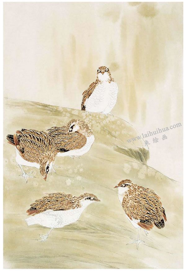 工笔画鹌鹑的画法步骤图示02