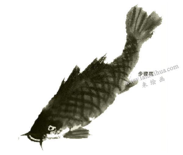 鲤鱼的写意画法步骤图示04