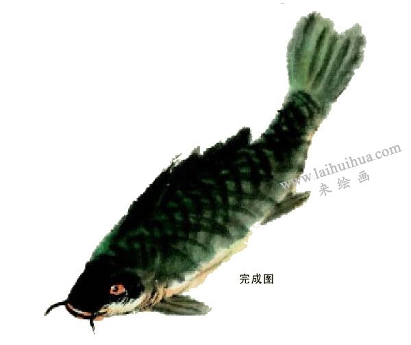 鲤鱼的写意画法步骤图示05
