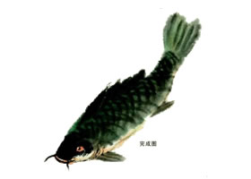 鲤鱼的写意画法步骤图示