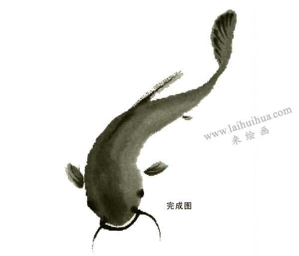 鲶鱼的写意画法步骤图示04