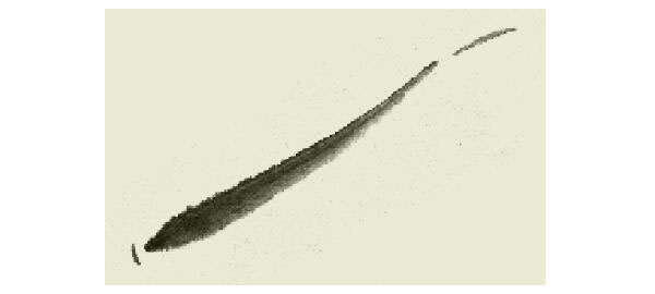 游鱼的写意画法步骤图示02