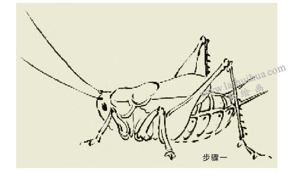 蝈蝈的写意画法步骤图示01