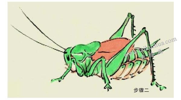 蝈蝈的写意画法步骤图示02