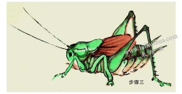 蝈蝈的写意画法步骤图示03