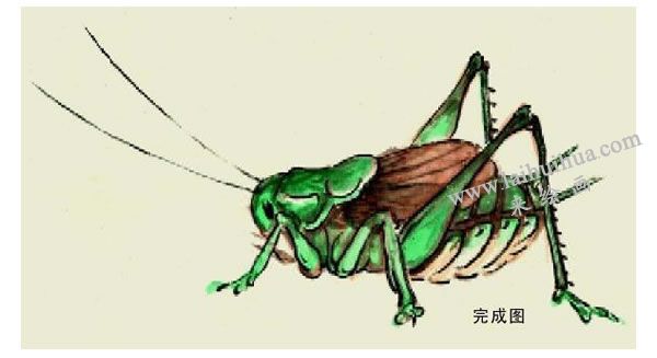 蝈蝈的写意画法步骤图示04