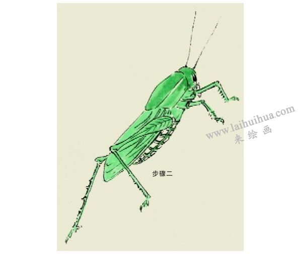 蝗虫的写意画法步骤图示02