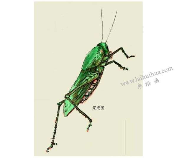 蝗虫的写意画法步骤图示03
