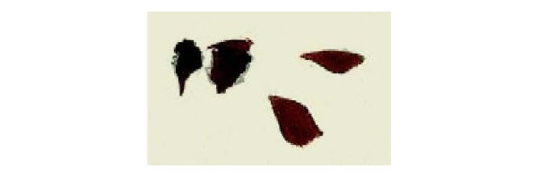 蜜蜂的写意画法步骤图示01
