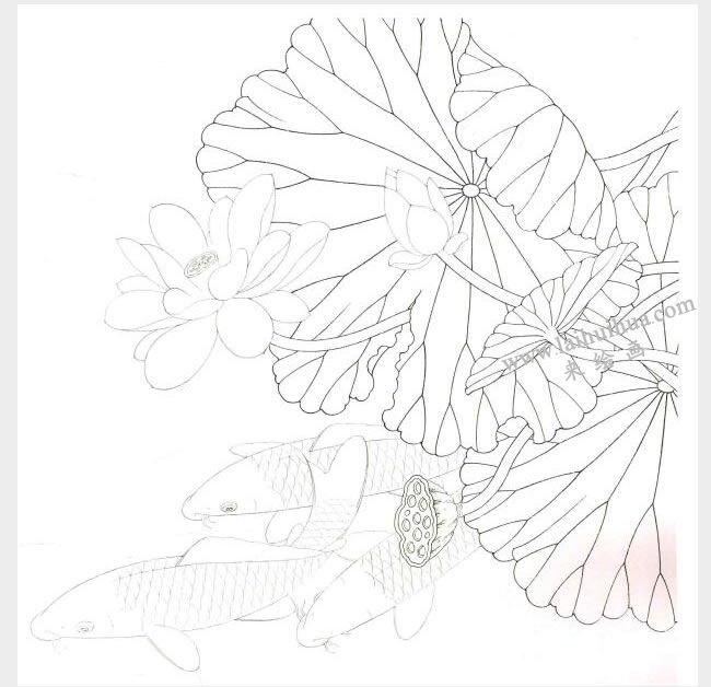 工笔画《荷花鲤鱼》画法步骤图示01