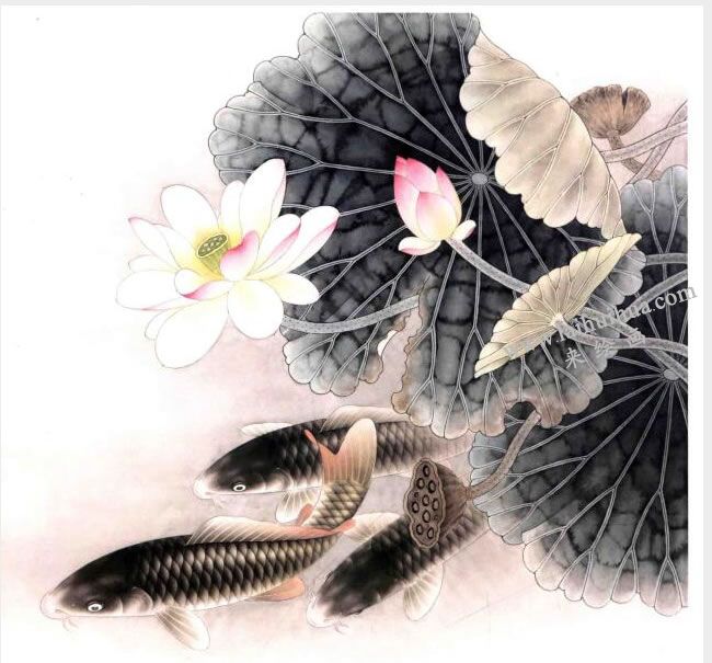 工笔画《荷花鲤鱼》画法步骤图示04